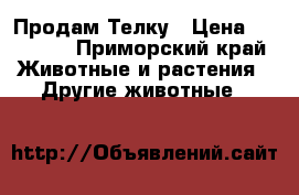 Продам Телку › Цена ­ 50 000 - Приморский край Животные и растения » Другие животные   